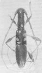  Pygmodeon excelsum