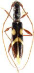  Pygmodeon maculatum