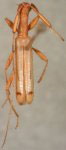  Sydax confragus
