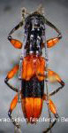  Thoracibidion fasciiferum