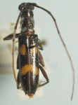  Thoracibidion io