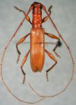  Tropidion mirabile