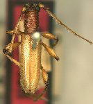  Tropidion xanthocele