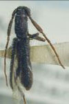  Xalitla punctatissima