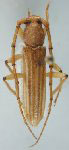 Malacopterus tenellus