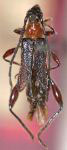 Oxycoleus carinatipennis (Zajciw, 1964: 249)