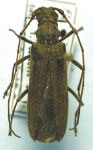  Paraholopterus nahuelbutensis