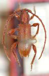  Acruspex spinipennis