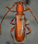  Thyellocerus fulgidipennis