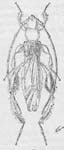 Paraleptidea femorata Gounelle, 1913: 219