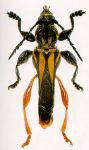 Acyphoderes abdominalis