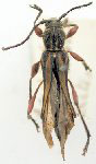 Acyphoderes carinicollis