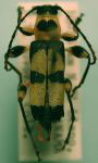 Agaone bicolor