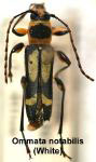 Agaone notabilis