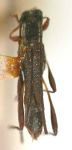 Apostropha curvipennis