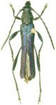 Chrysaethe amboroensis