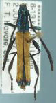 Chrysaethe aurantipennis