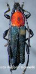 Eclipta discolor