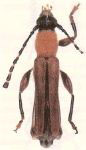 Eclipta guianensis