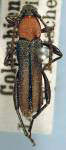 Eclipta quadrispinosa