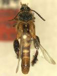 Epimelitta acutipennis