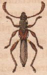 Epimelitta laticornis