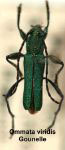 Grupiara viridis