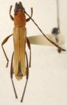 Laedorcari pubipennis