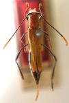 Laedorcari vestitipennis