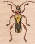 Neoregostoma luridum