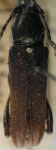 Neoregostoma unicolor