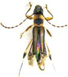 Odontocera annulicornis