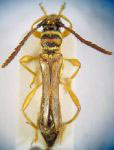 Odontocera barnouini