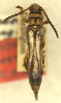 Odontocera darlingtoni