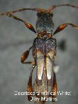  Odontocera mellea