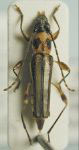 Odontocera molorchoides