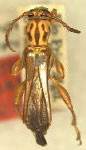 Odontocera triplaris