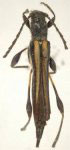 Odontocera typhoeus