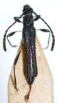 Paraeclipta bicoloripes