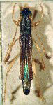Paraeclipta croceicornis