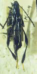 Phygopoda albitarsis