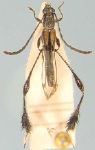 Phygopoda ingae