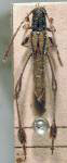 Phygopoda nigritarsis