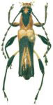 Pseudagaone suturafissa