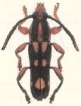 Rhinotragus martinsi