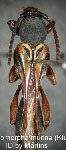 Sphecomorpha murina