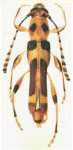 Stultutragus crotonaphilus