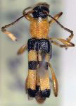 Stultutragus linsleyi