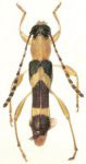 Stultutragus maytaybaphilus