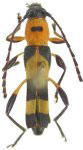 Stultutragus nigricornis